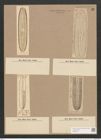 Navicula nobilis var. dactylus V.H. (de-Toni-Nr.: Genus 1, Species 1) Zeichnungen Sammlung Grunow Nr. 10 (NHMW-BOT-W0366191)